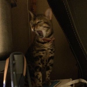 Meet your Posher, Amy