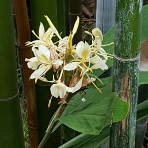 Meet your Posher, Rianna