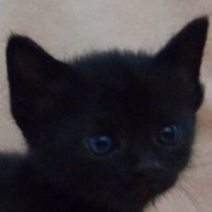 Meet your Posher, Lilian