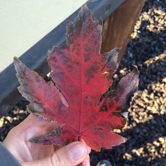 Meet your Posher, Mackensie