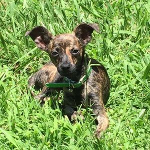 Meet your Posher, Shawna