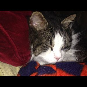 Meet your Posher, Frances