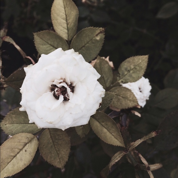 Meet your Posher, Abigail