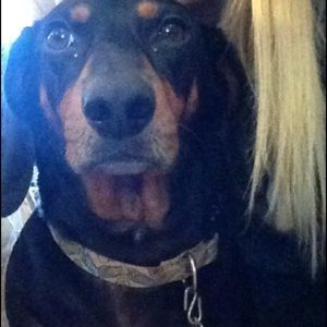 Meet your Posher, Allie