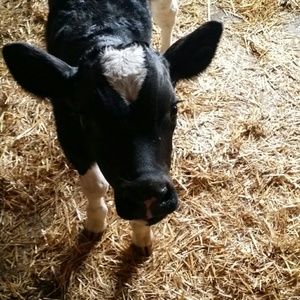 Meet your Posher, Morgan