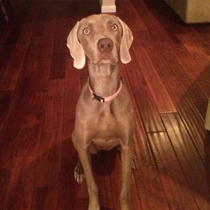 Meet your Posher, Corrine