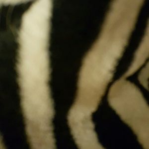 Meet your Posher, Cortney