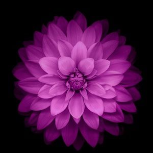 Meet your Posher, Monica