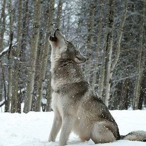 Meet your Posher, Lee