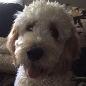 Meet your Posher, Ashton