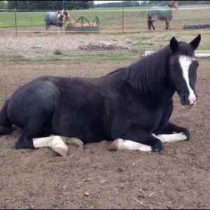 Meet your Posher, Julia