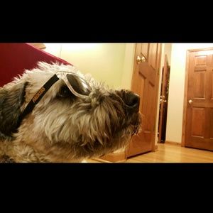 Meet your Posher, Sam