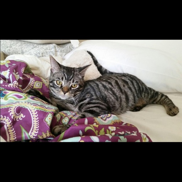 Meet your Posher, Mikaela - Picture 4 of 4