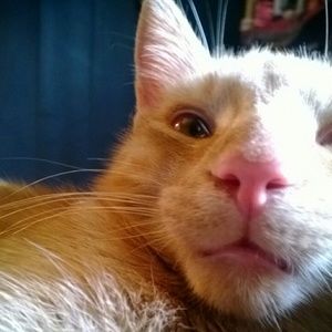 Meet your Posher, Carmen