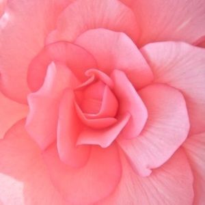 Meet your Posher, Adrienne