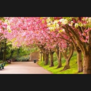 Meet your Posher, Monica