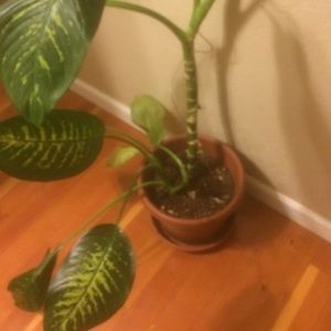 Meet your Posher, Aimee