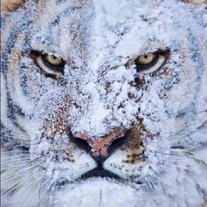 Meet your Posher, Lacey