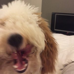 Meet your Posher, Tracey