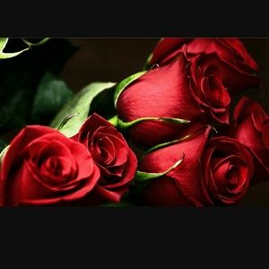 Meet your Posher, Darlene