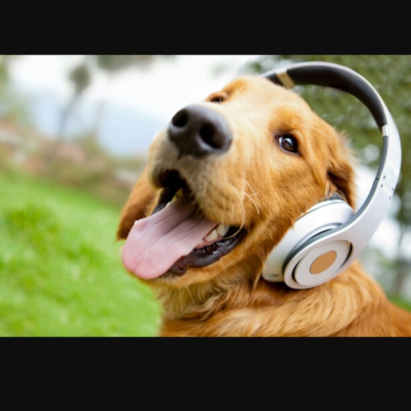 Meet your Posher, Steve - Picture 1 of 1