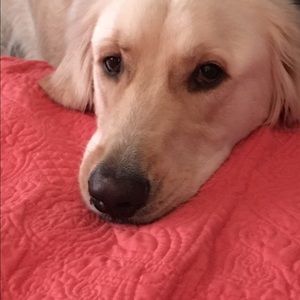 Meet your Posher, Joy