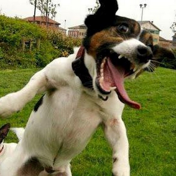 Meet your Posher, Jennifer - Picture 1 of 1