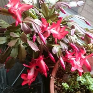 Meet your Posher, Marcelle