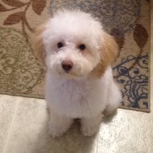 Meet your Posher, Gabriela