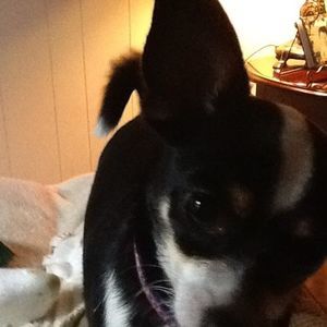 Meet your Posher, Wanda