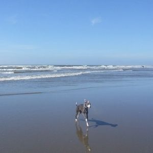 Meet your Posher, Patty