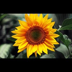 Meet your Posher, Edith