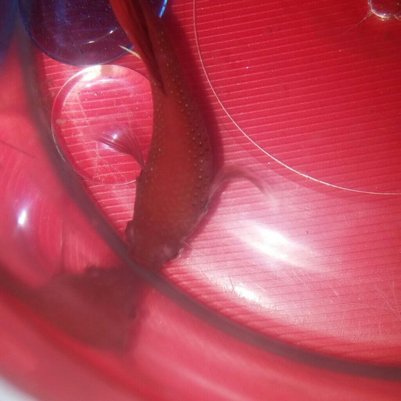 Meet your Posher, Sianneh