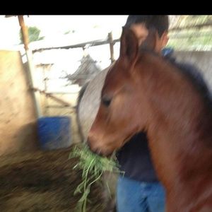 Meet your Posher, Samuel