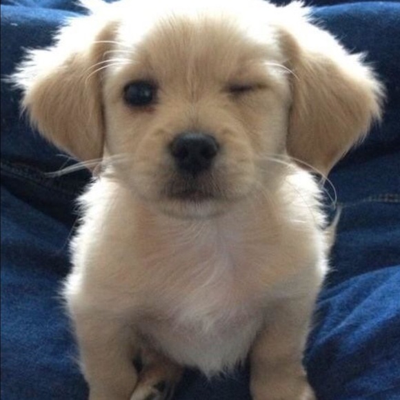 Meet your Posher, Sang