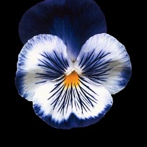 Meet your Posher, Love