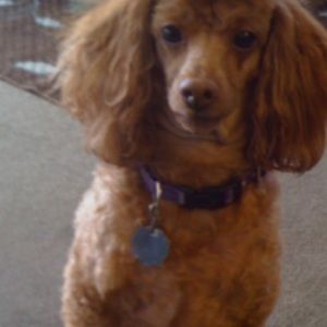 Meet your Posher, Berta