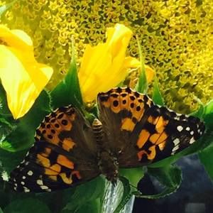 Meet your Posher, Nicole