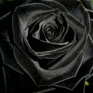 Meet your Posher, Latasha