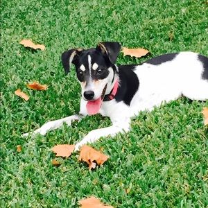 Meet your Posher, Sadie