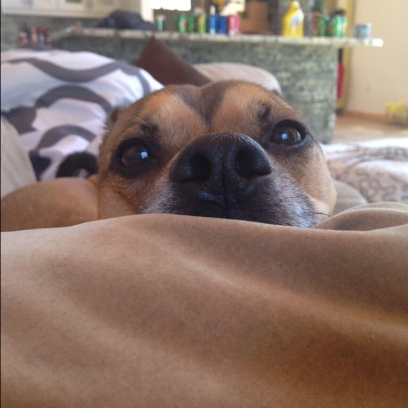 Meet Your Posher🌻 - Picture 3 of 5