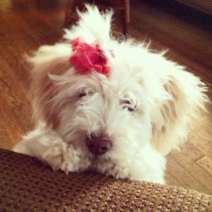 Meet your Posher, Yesenia