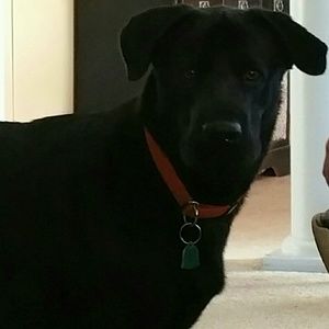 Meet your Posher, Joei