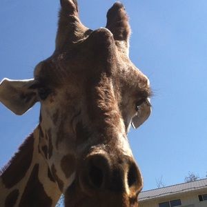 Meet your Posher, Abby