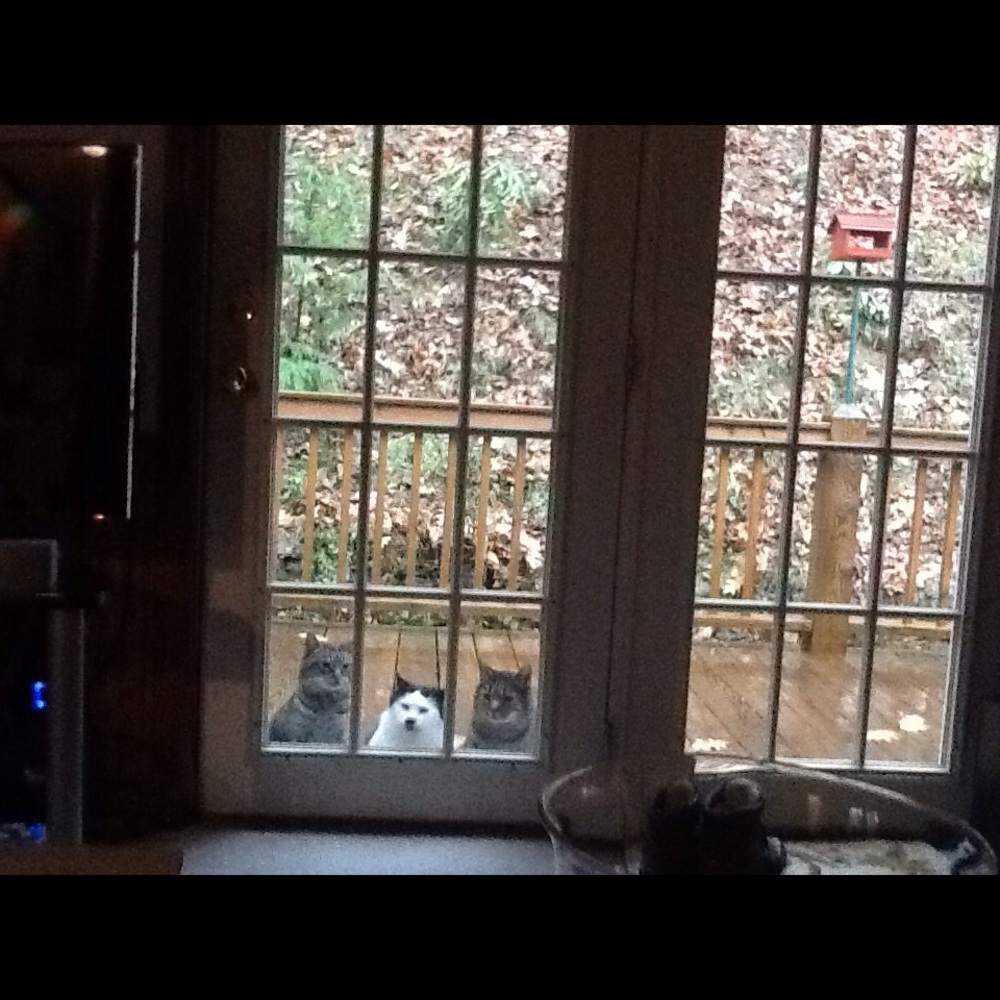 Meet your Posher, Carol