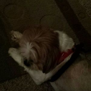 Meet your Posher, Pamela