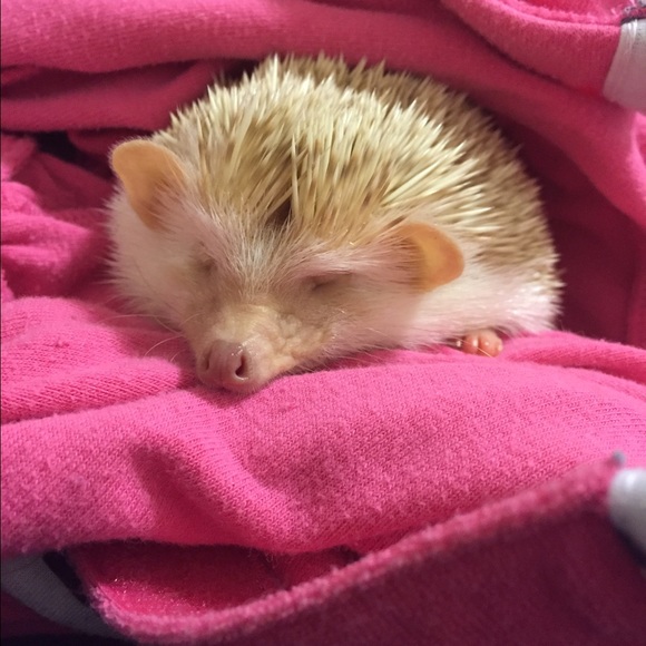 Meet your Posher, Rebecca