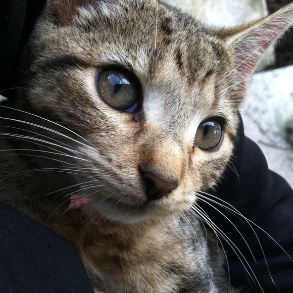 Meet your Posher, Mouse - Picture 1 of 1