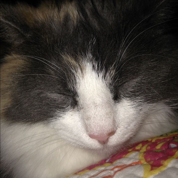 Meet your Posher, Amy. - Picture 2 of 3