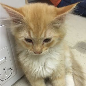 Meet your Posher, Ella